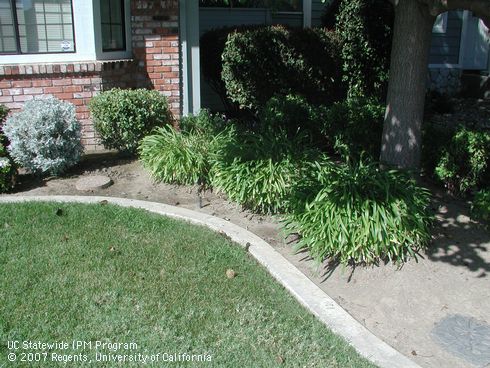 A mowing strip can prevent turfgrass from invading landscape beds.