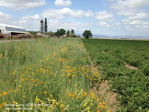 Wildflowers growing next to a tomato field.