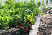 Beets growing in a garden bed.