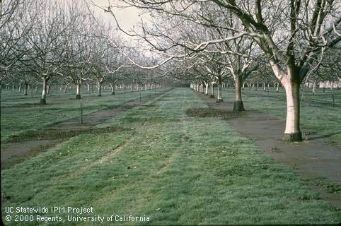 Weed control in walnut.