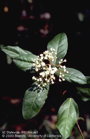 A cluster of laurustinus flowers and leaves.