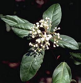 Viburnum flowers