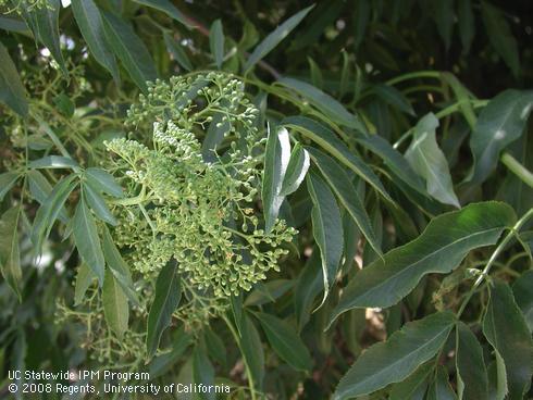 Flower buds and leaves of blue elderberry, <I>Sambucus mexicana</I>.