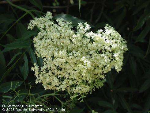 Inflorescence of blue elderberry, <I>Sambucus mexicana</I>.