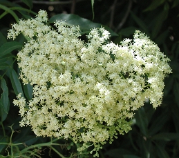 Flowers of elderberry