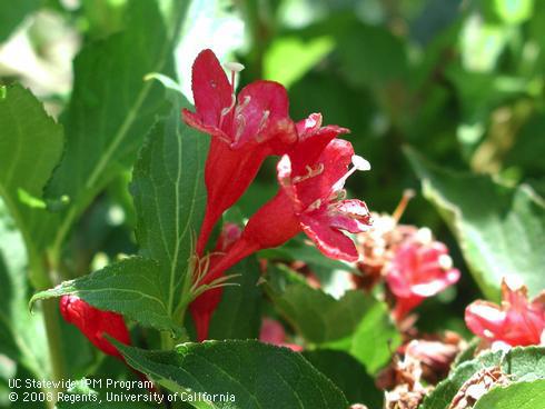 Flowers of Red prince Weigela, <I>Weigela florida</I> 'Red Prince'.