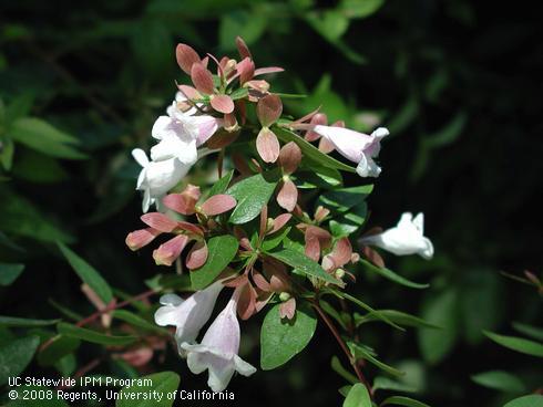 Flowers and foliage of pink abelia, <I>Abelia x grandiflora</I> 'Edward Goucher'.