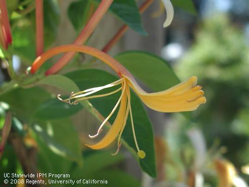 Flowers of Giant Burmese Honeysuckle, <I>Lonicera hildebrandiana</I>.