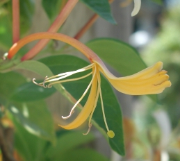 Flower of honeysuckle