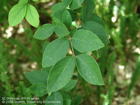 Leaves of daphne-honeysuckle, <I>Lonicera standishii</I>.