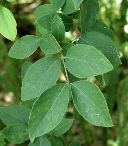 Foliage of honeysuckle