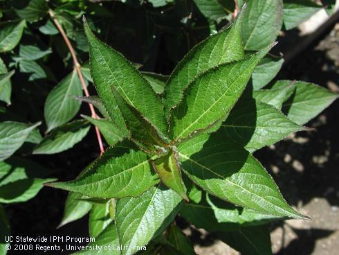 Foliage of Red prince Weigela, <I>Weigela florida</I> 'Red Prince'.