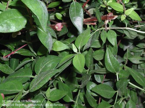 Foliage of pink abelia, <I>Abelia x grandiflora</I> 'Edward Goucher'.