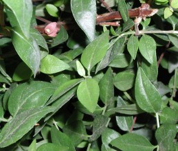 LEaves of Abelia