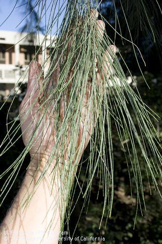 Foliage of River she-oak, <I>Casuarina cunninghamiana.</I>.