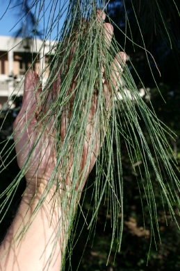 Foliage of beefwood