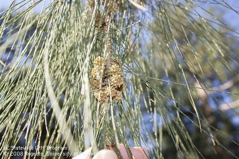 Fruit of River she-oak, <I>Casuarina cunninghamiana.</I>.