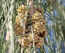 Fruit of beefwood