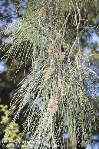 Fruit and foliage of River she-oak, <I>Casuarina cunninghamiana.</I>.