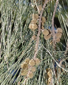 Foliage and fruit