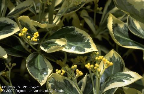 Euonymous foliage and flower buds.