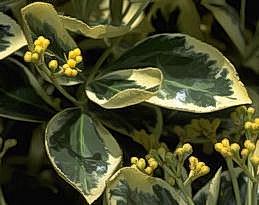 Euonymus leaves