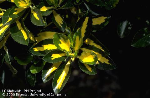 Euonymous foliage and flower buds.