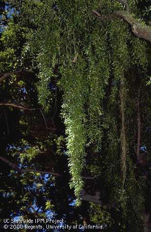 Slender, green downward hanging Mayten stems.