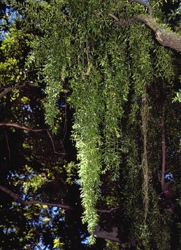 hanging stems