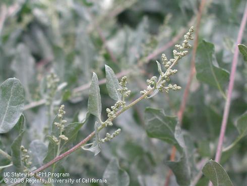 Flower buds and leaves of quail bush, <I>Atriplex lentiformis</I>.