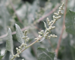 Flower of quail bush