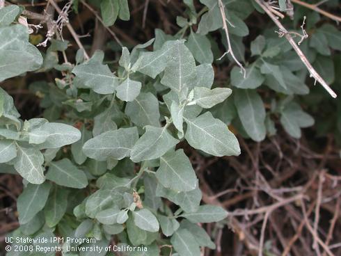 Leaves of quail bush, <I>Atriplex lentiformis</I>.