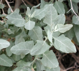 Leaves of quail bush