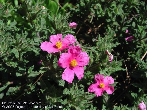 Foliage and new blossoms of rockrose, <I>Cistus x crispatus</I> 'Warley Rose'.