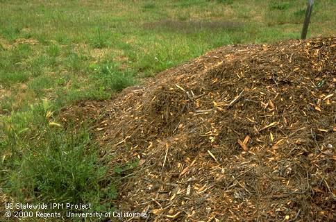 Pine needle and wood chip organic residue mulch compost pile.