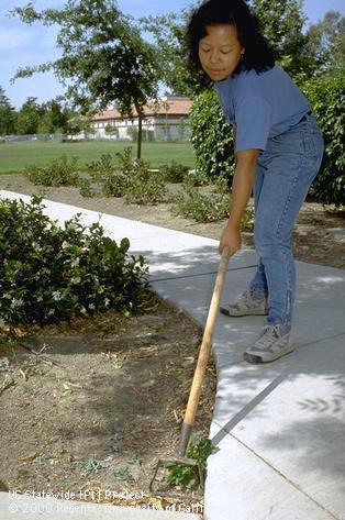 Cultivation of shrubs.