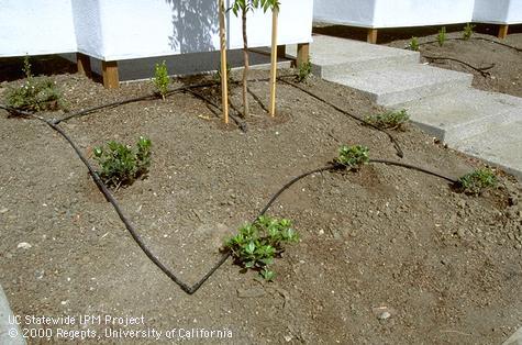 Irrigation of landscape.