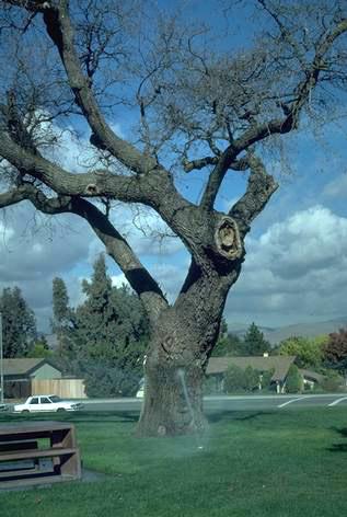 Improper landscape design with a sprinkler watering the base of a large coast live oak. 