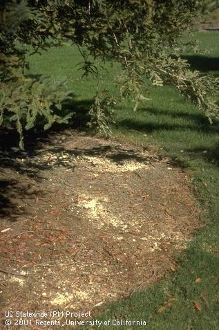 Powdered elemental sulfur applied prior to irrigation around the base of a coast redwood to acidify soil. 