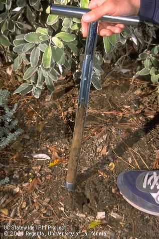 A metal oakfield soil tube used for monitoring soil moisture and collecting soil core samples.