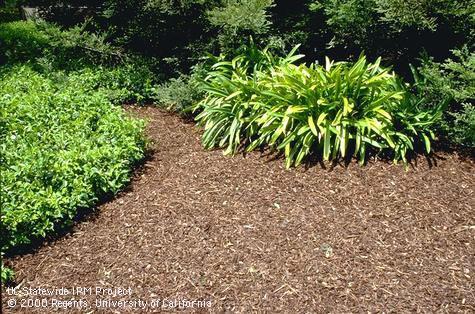 Organic mulch composed of shredded bark.