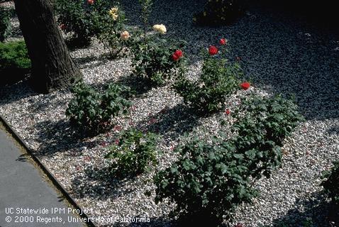 Mulching of rose bed.