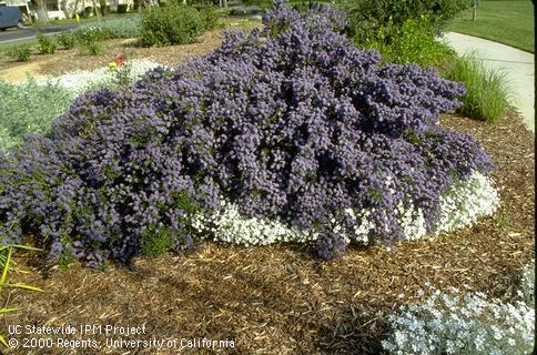 Mulching of Ceanothus and other shrubs.