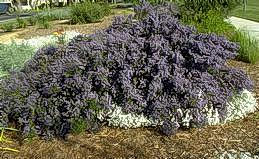 Ceanothus shrub