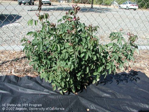 Landscape fabric mulch placed around an ornamental plant.