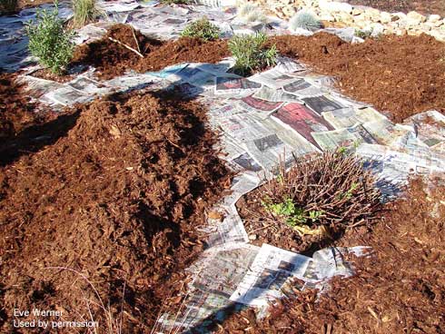 An organic mulch of ground bark and wood being applied to cover newspaper sheet mulch around landscape shrubs.