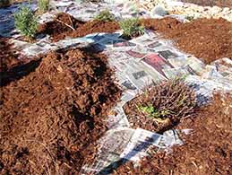 Sheet mulching