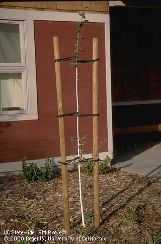 Improper staking of a tree with excessive ties on the trunk.