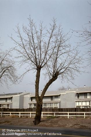 Pruning of walnut.