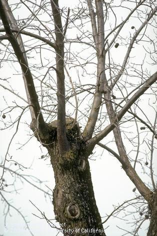 Poor pruning (topping) of walnut tree.